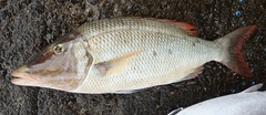 Lethrinidae