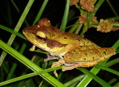 Polypedates macrotis