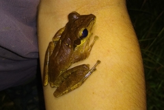 Polypedates macrotis