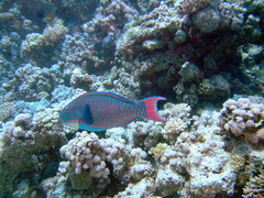 Cetoscarus bicolor