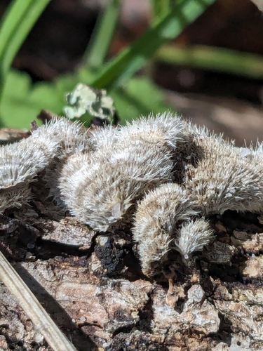 iNaturalist observation photo of Stereum ochraceoflavum
