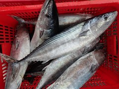 Sarda orientalis
