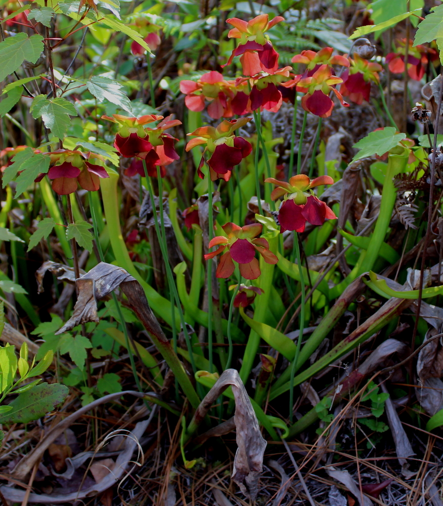 Alabama pitcher plant