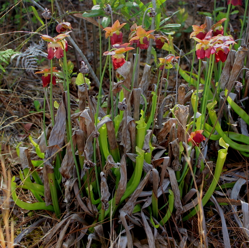 Sarracenia alabamensis ssp. alabamensis