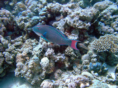 Cetoscarus bicolor