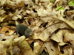 Blarina carolinensis