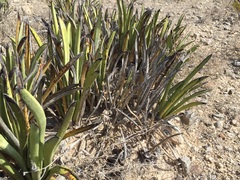 Yucca endlichiana
