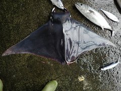 Mobula mobular