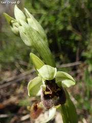 Ophrys bornmuelleri