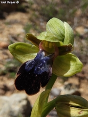 Ophrys fusca iricolor