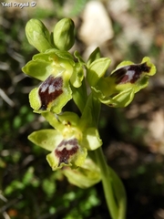 Ophrys lutea galilaea