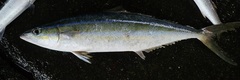 Elagatis bipinnulata