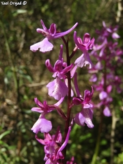 Orchis anatolica