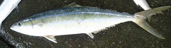 Elagatis bipinnulata