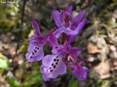 Orchis anatolica