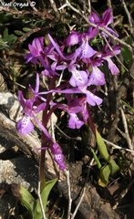 Orchis anatolica