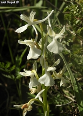Orchis anatolica