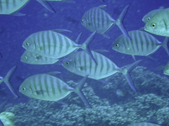 Blue Trevally photo 5