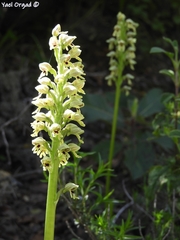 Orchis galilaea