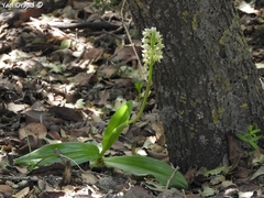 Orchis galilaea