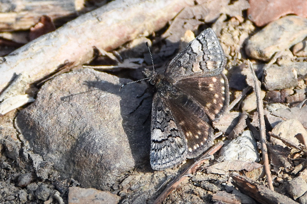 Sleepy Duskywing from Lake Bixhoma, Leonard, OK on March 12, 2024 at 04 ...