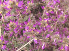 Dalea versicolor