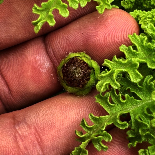 Scalesia helleri, photograph 6