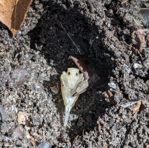 iNaturalist observation photo of Brennus