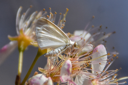 White Spring Moth photo 3