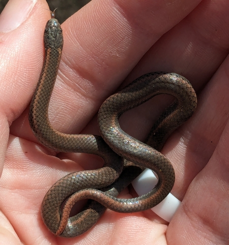 iNaturalist observation photo of Common Sharp-tailed Snake