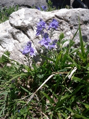 Veronica orsiniana