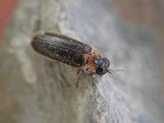 Luciola curtithorax