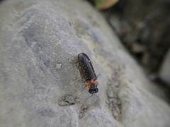Luciola curtithorax
