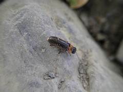 Luciola curtithorax