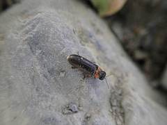 Luciola curtithorax