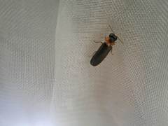 Luciola curtithorax