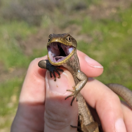 iNaturalist observation photo of Southern Alligator Lizard