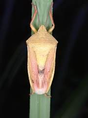 Megarrhamphus