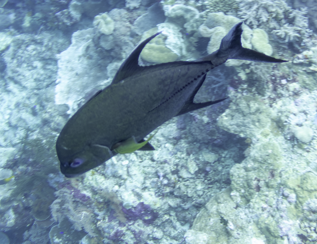 Black Jack (Caranx lugubris)