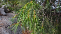 Pinus pinceana