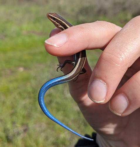 iNaturalist observation photo of Western Skink