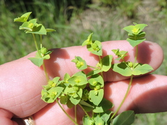 Euphorbia spathulata