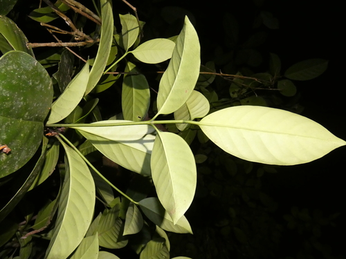 Image of Fagraea cambagei by (c) Kai Squires, some rights reserved (CC BY)