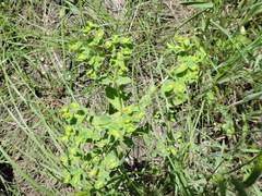 Euphorbia spathulata