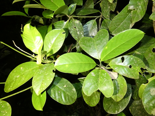 Image of Fagraea cambagei by (c) Kai Squires, some rights reserved (CC BY)