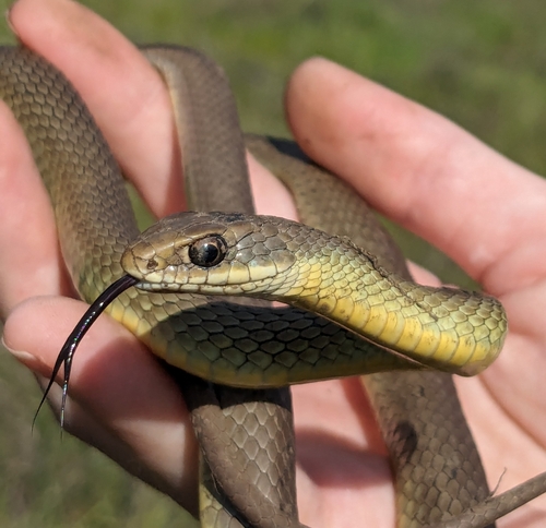 iNaturalist observation photo of Western Yellow-bellied Racer