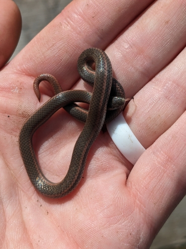 iNaturalist observation photo of Common Sharp-tailed Snake