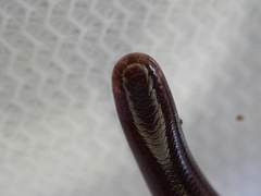 Typhlopidae