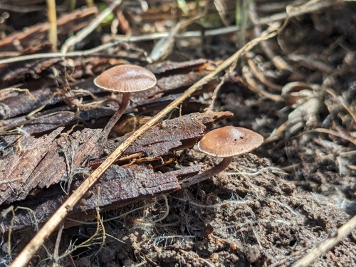 iNaturalist observation photo of Deconica