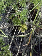 Lomatium grayi